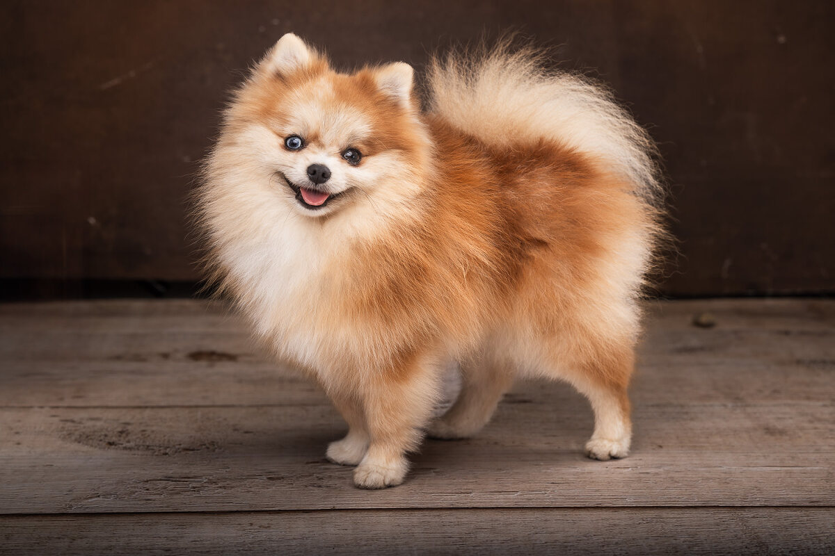 photo portrait avec chien