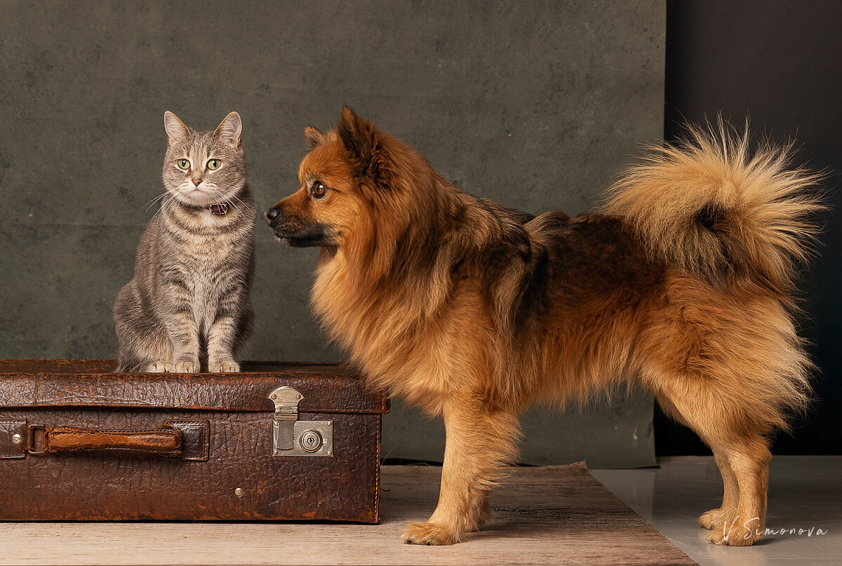 photographe chien et chat animalier alsace strasbourg colmar